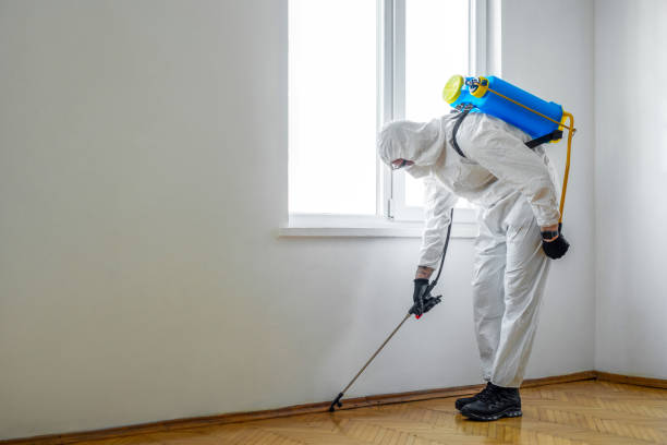 Best Local Pest Control Services  in Mountain City, GA