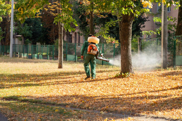 Best Termite Control Services  in Mountain City, GA